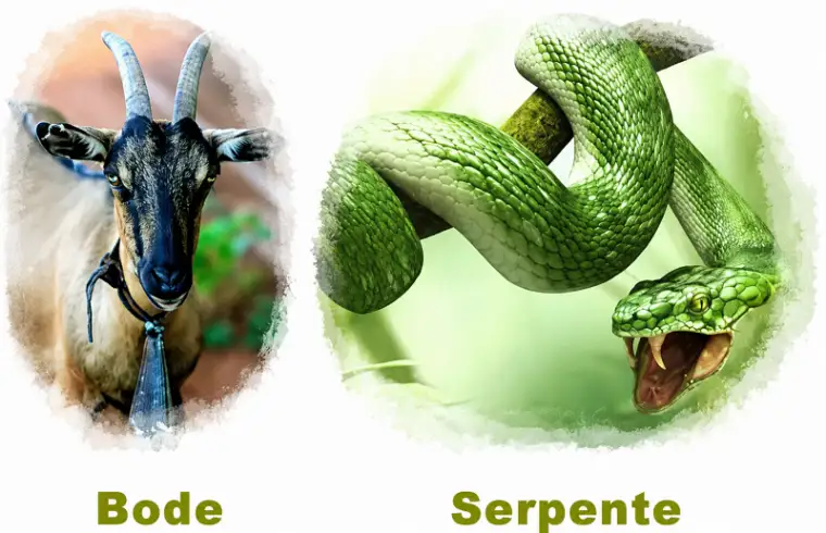 Fotografias de referência de um bode e de uma serpente utilizadas para comparação visual.